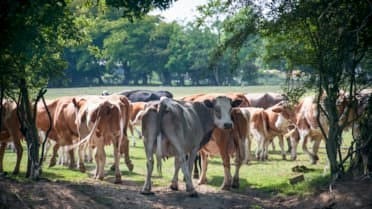 Farmers Find Profits in Processing English Oak